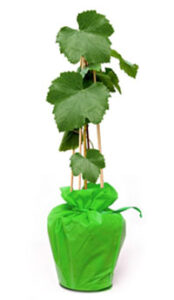 Arbre de vigne