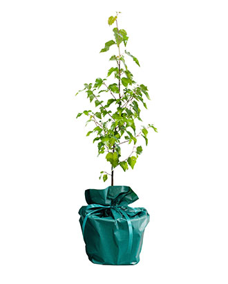 Bouleau---Arbre-Cadeau.fr