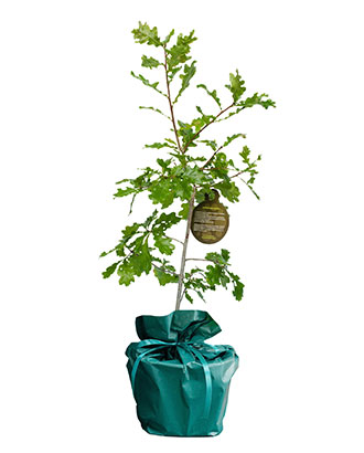 Chene---Arbre-Cadeau.fr