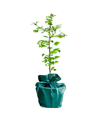 Ginkgo---Arbre-Cadeau.fr