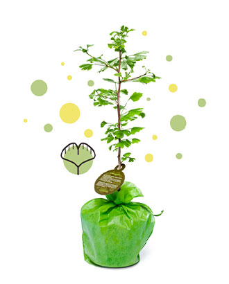 Ginkgo