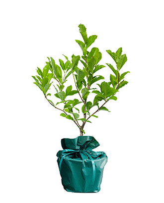 Magnolia---Arbre-Cadeau.fr