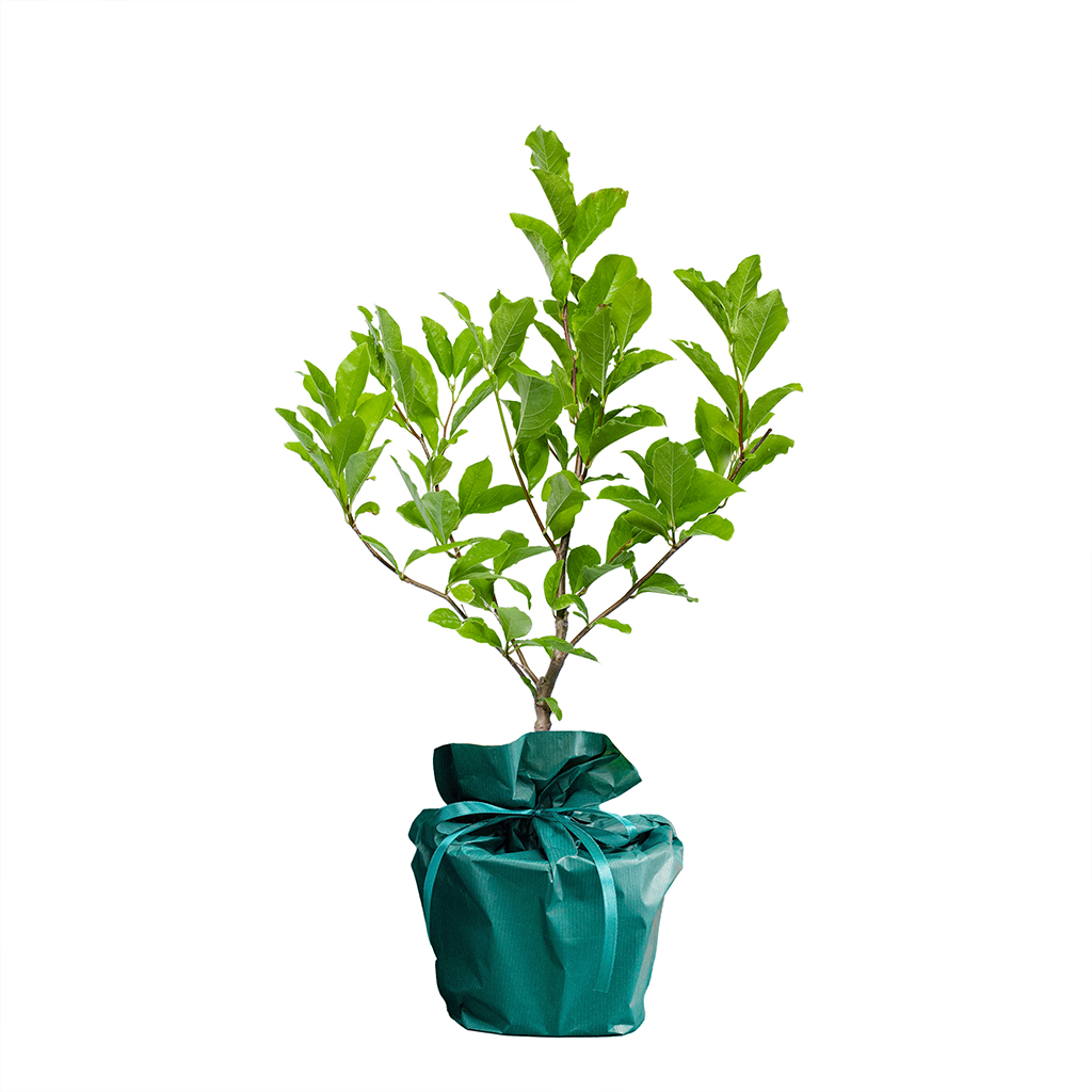 Magnolia