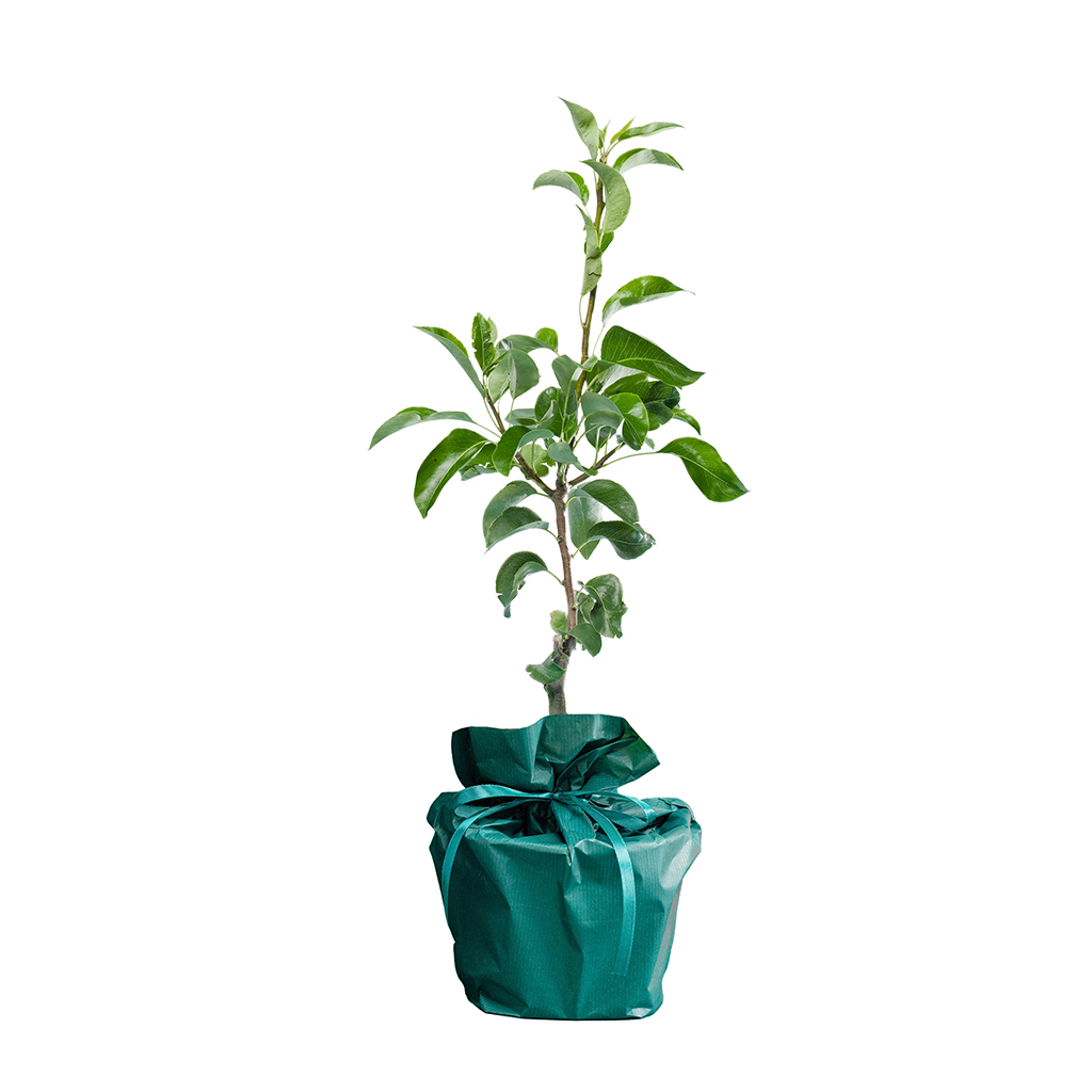 Poirier---Arbre-Cadeau.fr