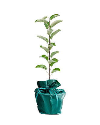 Pommier---Arbre-Cadeau.fr