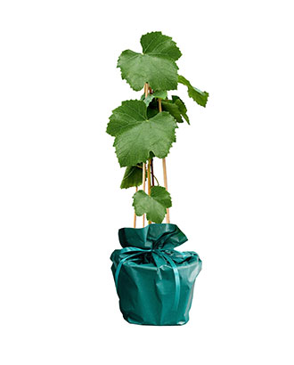 Vigne---Arbre-Cadeau.fr