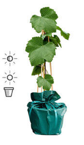 Vigne de vin