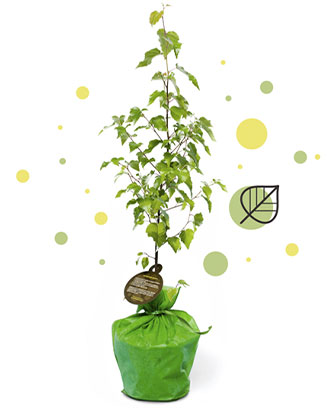 bouleau-arbre-