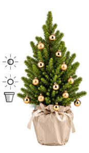 Sapin