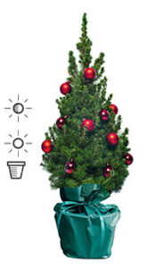 Sapin