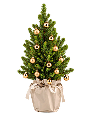 Sapin-Arbre-Cadeau.fr_